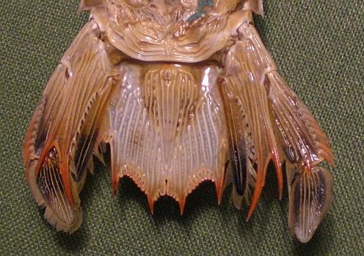 carinosquilla thailandensis T.F.C. AS6 and telson ventral view.JPG